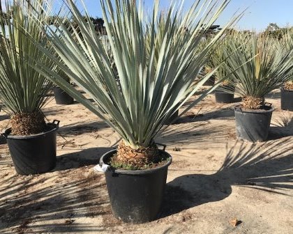 Agave havardiana