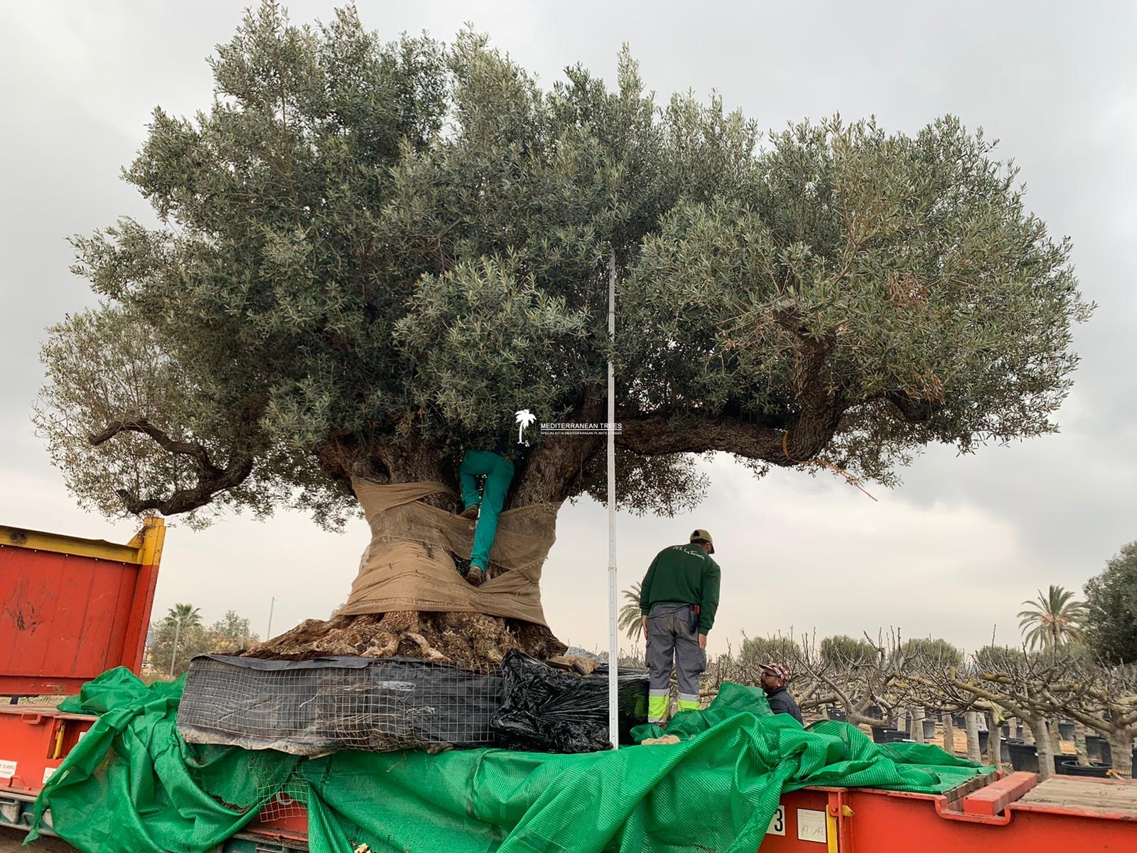 Huge Olive tree for Kuwait